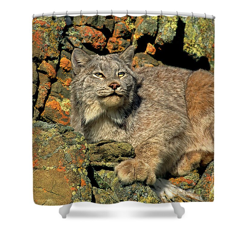 Canadian Lynx Shower Curtain featuring the photograph Canadian Lynx on Lichen-covered Cliff Endangered Species by Dave Welling