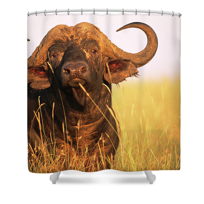 Horned Shower Curtain featuring the photograph Cape Bull Buffalo Encounter by James Warwick