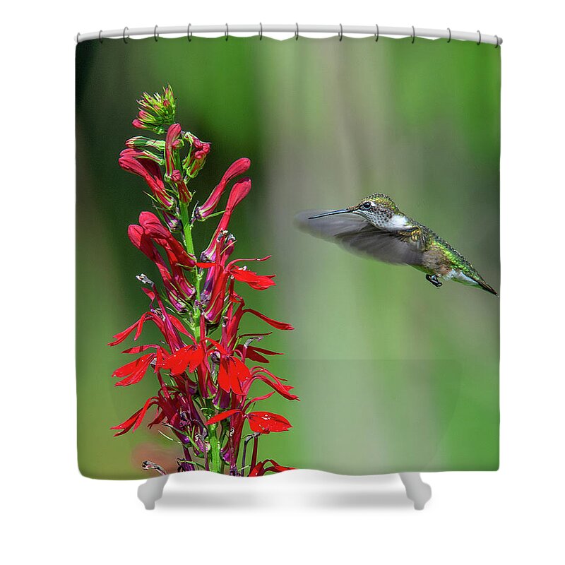 Nature Shower Curtain featuring the photograph Cardinal Flower or Cardinal Lobelia DFL0899 by Gerry Gantt