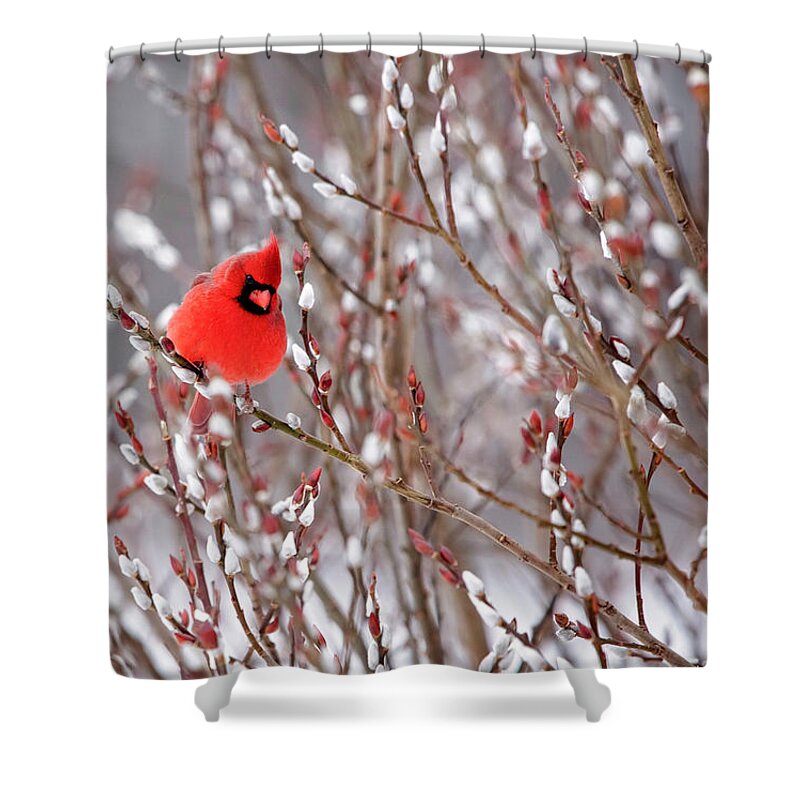 Cardinal Shower Curtain featuring the photograph Cardinal in Winter by Deborah Penland