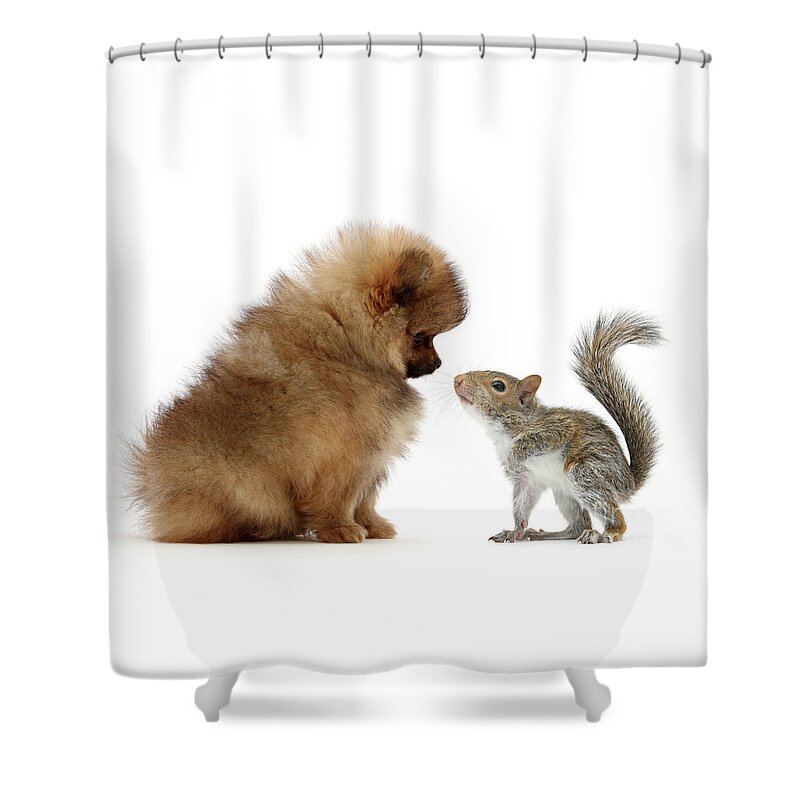 Grey Squirrel Shower Curtain featuring the photograph Careful I may contain Nuts by Warren Photographic