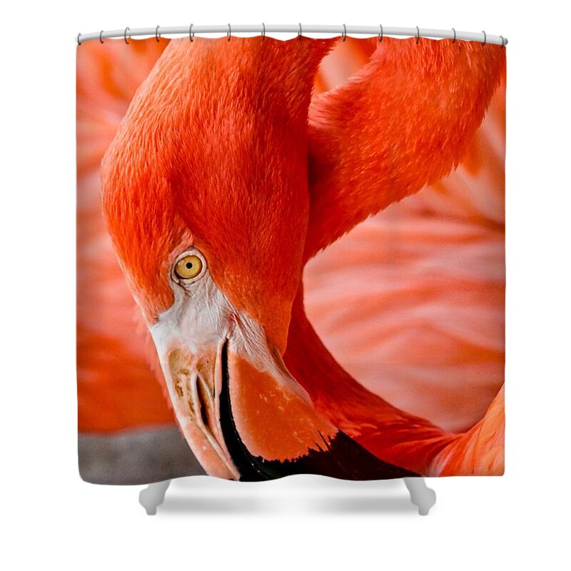 Flamingo Shower Curtain featuring the photograph Caribbean Flamingo by Susan Rydberg