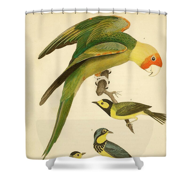 Birds Shower Curtain featuring the mixed media Carolina Parrot by Alexander Wilson