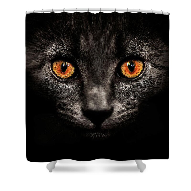 Pets Shower Curtain featuring the photograph Cat In Shadows by Ingólfur Bjargmundsson