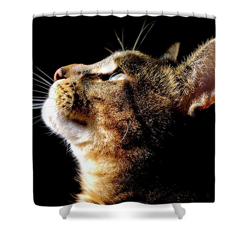 Animal Themes Shower Curtain featuring the photograph Cat Looking Up by D. R. Busch