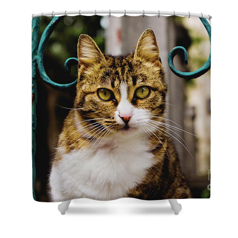 Adorable Shower Curtain featuring the photograph Cat on a fence by Joaquin Corbalan