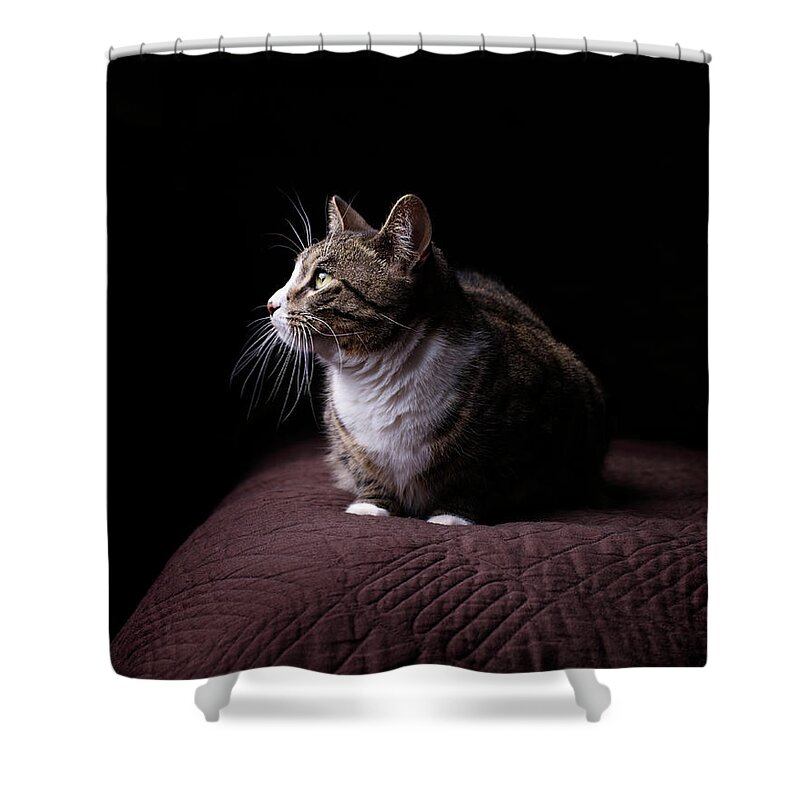 Pets Shower Curtain featuring the photograph Cat On Bed, Close-up by Matt Carr