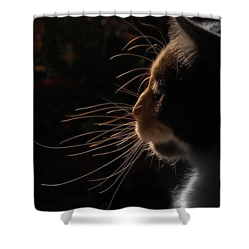 Pets Shower Curtain featuring the photograph Cat Silhouette by By Laura Zenker/singleye Photography