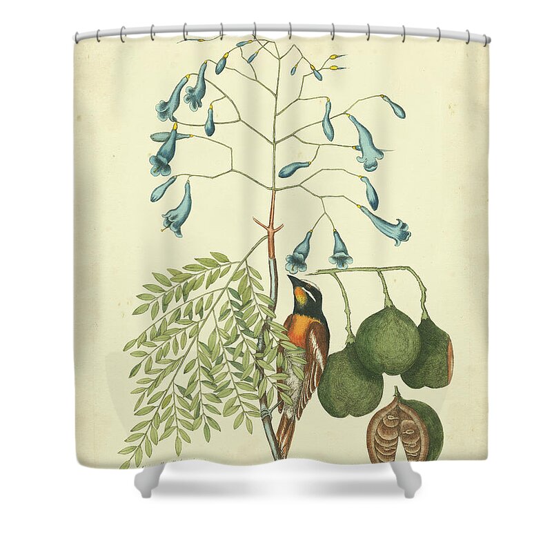 Animals Shower Curtain featuring the painting Catesby Bird & Botanical II by Mark Catesby