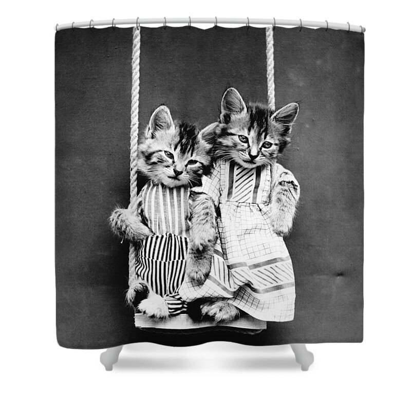 Funny Animals Shower Curtain featuring the photograph Cats On A Swing - Harry Whittier Frees by War Is Hell Store