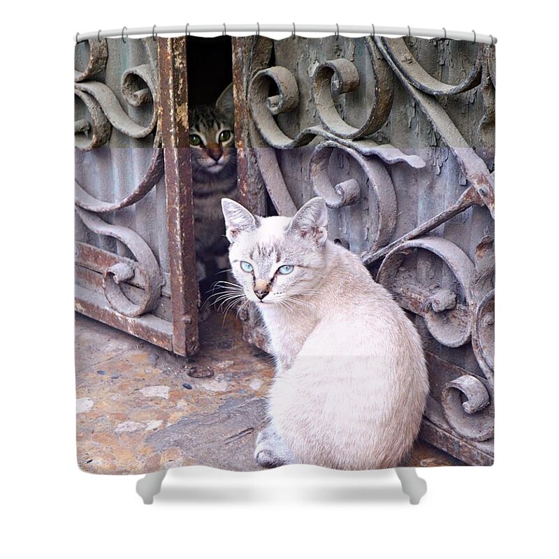 Cats Shower Curtain featuring the photograph Cats by Thomas Schroeder