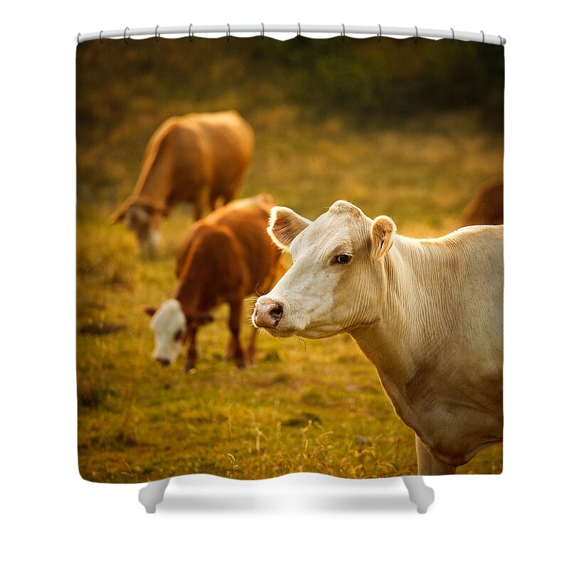 Grass Shower Curtain featuring the photograph Cattle Grazing In A Small Valley by Thepalmer
