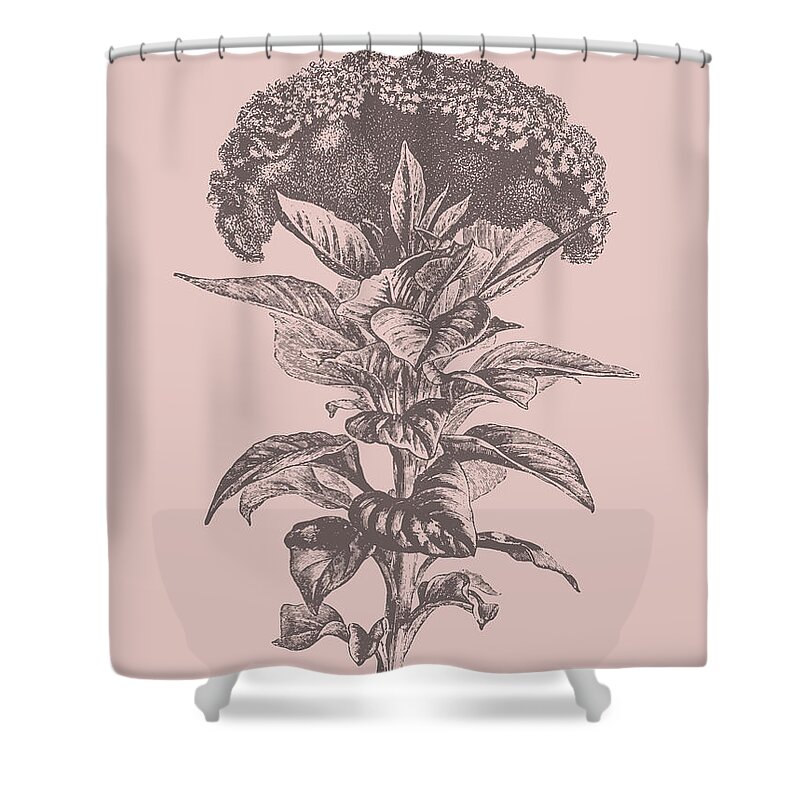 Celosia Shower Curtain featuring the mixed media Celosia Blush Pink Flower by Naxart Studio