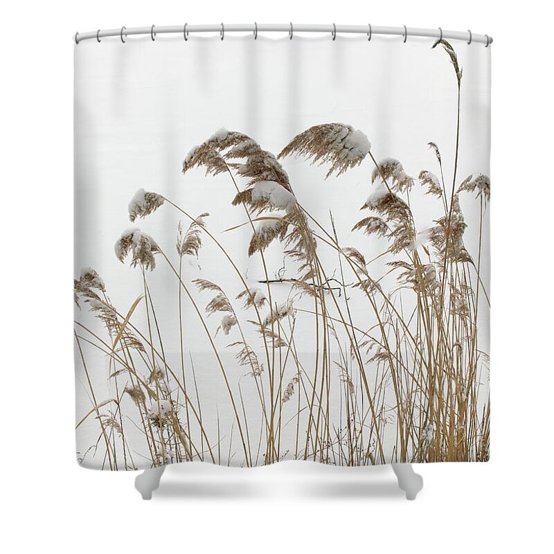 Pampas Grass Shower Curtain featuring the photograph Central Park Winter, NYC, January 2011 by Leo Bruce Hempell