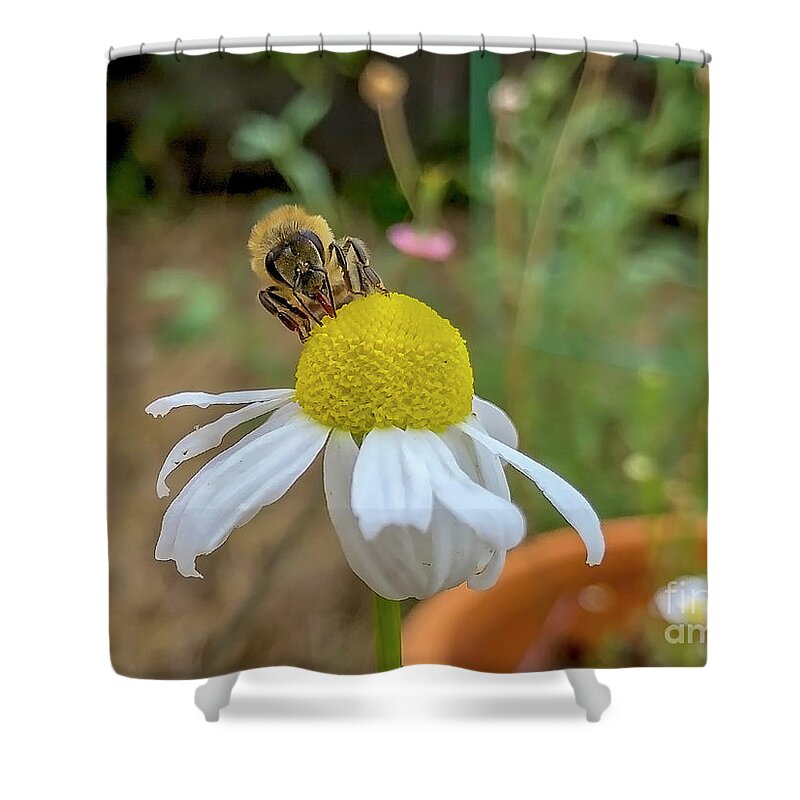 Camamiel Shower Curtain featuring the photograph Chamomile bloom getting worked over by Shawn Jeffries