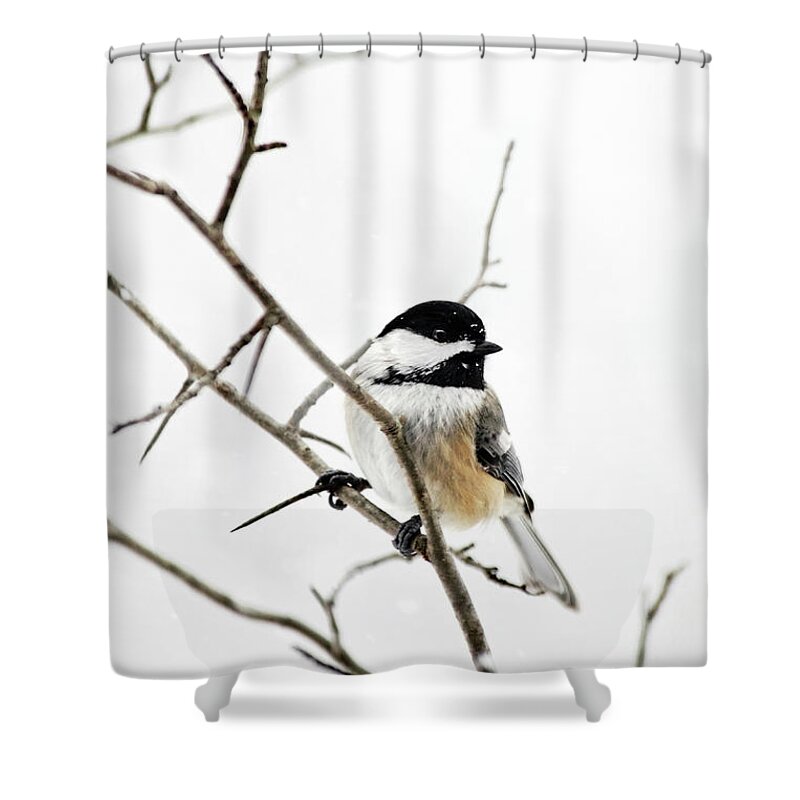 Chickadee Shower Curtain featuring the photograph Charming Winter Chickadee by Christina Rollo