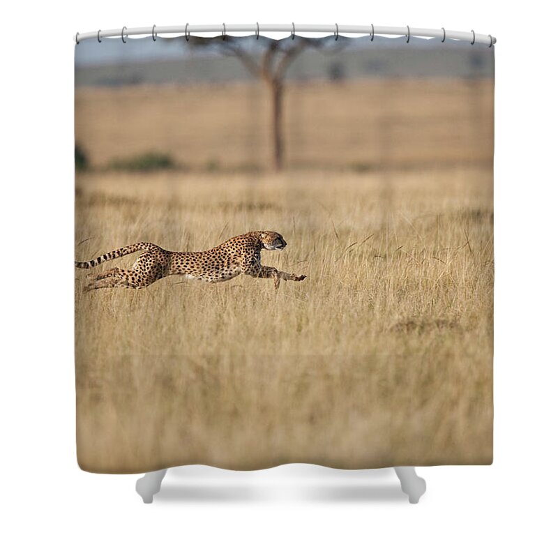 Kenya Shower Curtain featuring the photograph Cheetah Acinonyx Jubatus Female At by Mike Powles