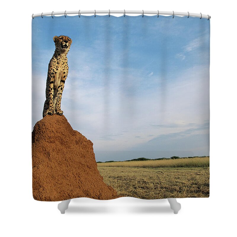 Part Of A Series Shower Curtain featuring the photograph Cheetah Acinonyx Jubatus On Ant Hill by Gallo Images-dave Hamman