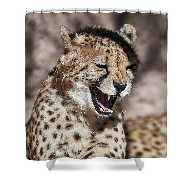 Cat Shower Curtain featuring the photograph Cheetah Growl by Robert WK Clark