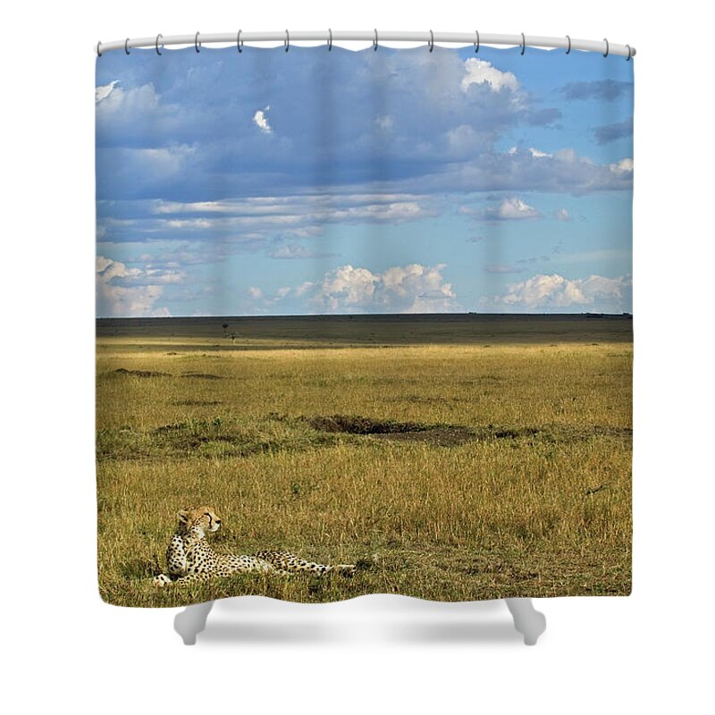 Grass Shower Curtain featuring the photograph Cheetah Resting On Open Plain Acinonyx by Adam Jones