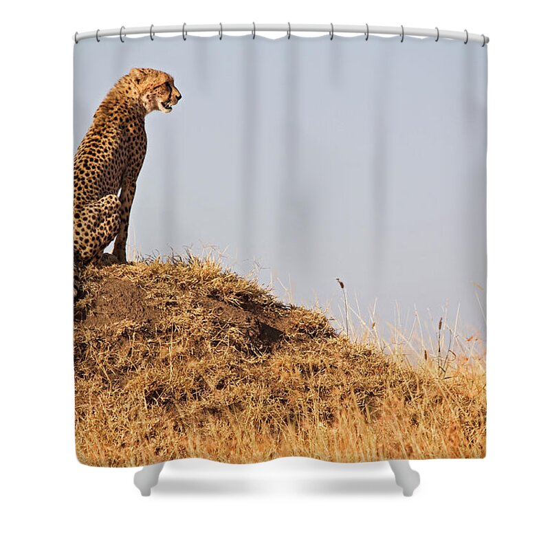Scenics Shower Curtain featuring the photograph Cheetah With A View by Wldavies