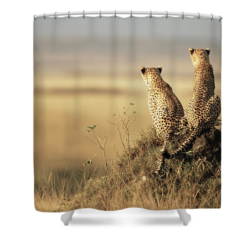 Kenya Shower Curtain featuring the photograph Cheetahs Acinonyx Jubatus Sitting On by James Warwick
