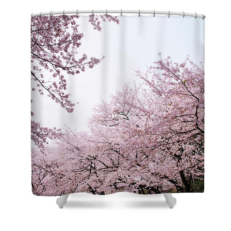 Outdoors Shower Curtain featuring the photograph Cherry Blossom by Pearl's Images
