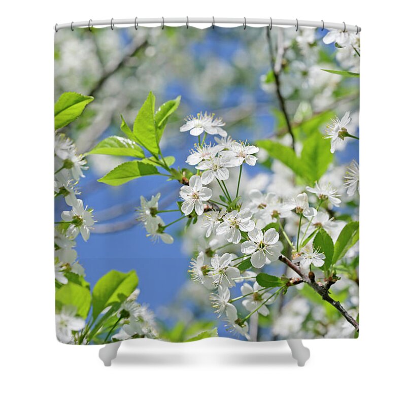 Season Shower Curtain featuring the photograph Cherry Blossom by Viorika
