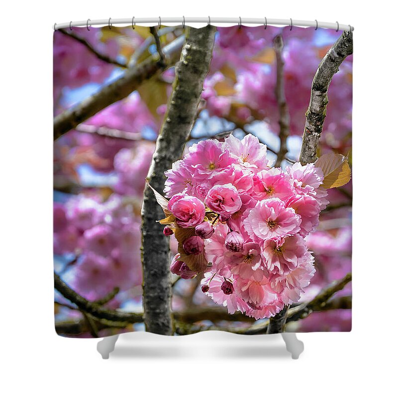 Cherry Blossoms Shower Curtain featuring the photograph Cherry blossoms by David Meznarich