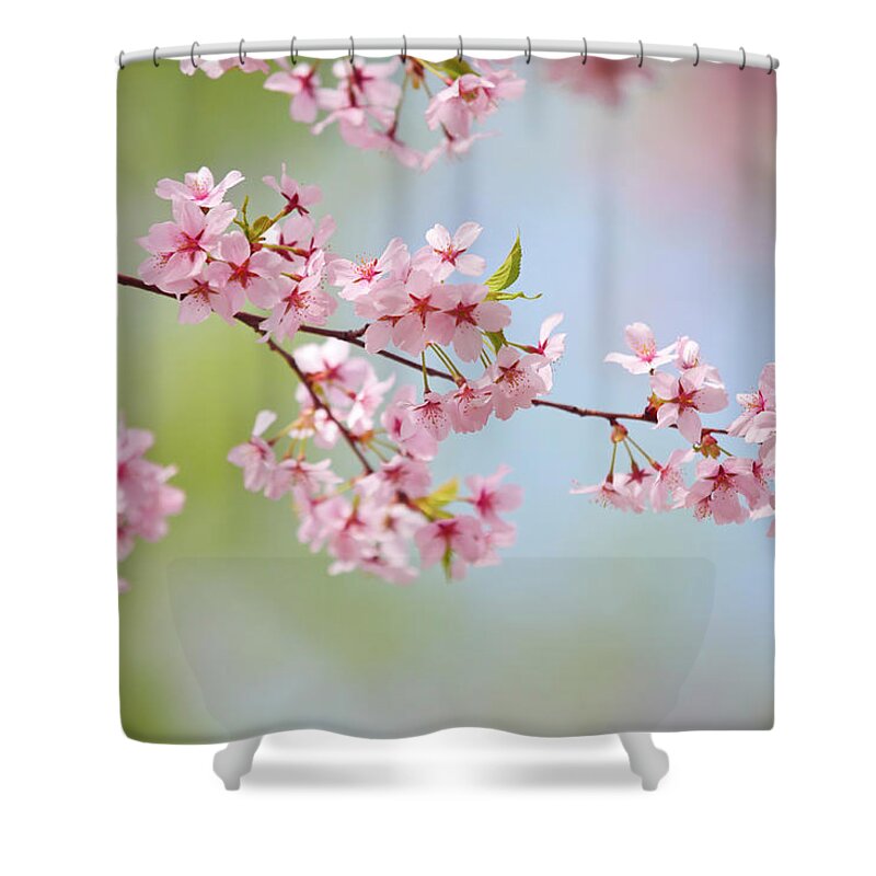 Scenics Shower Curtain featuring the photograph Cherry Flower by Ithinksky