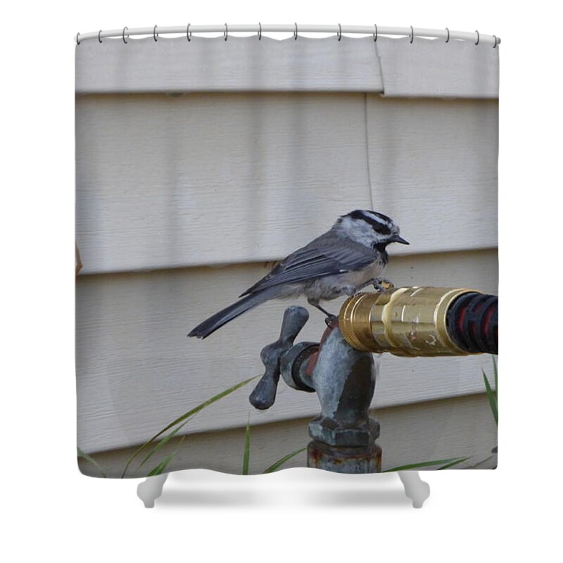 Chickadee Shower Curtain featuring the photograph Chickadee on a spigot by Charles Robinson