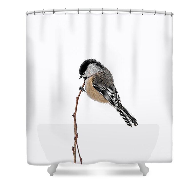 Chickadee Shower Curtain featuring the photograph Pole Vaultin Chickadee by James Overesch
