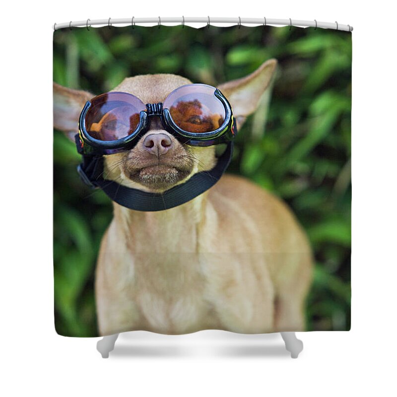 Outdoors Shower Curtain featuring the photograph Chihuahua Wearing Goggles by Brand X Pictures