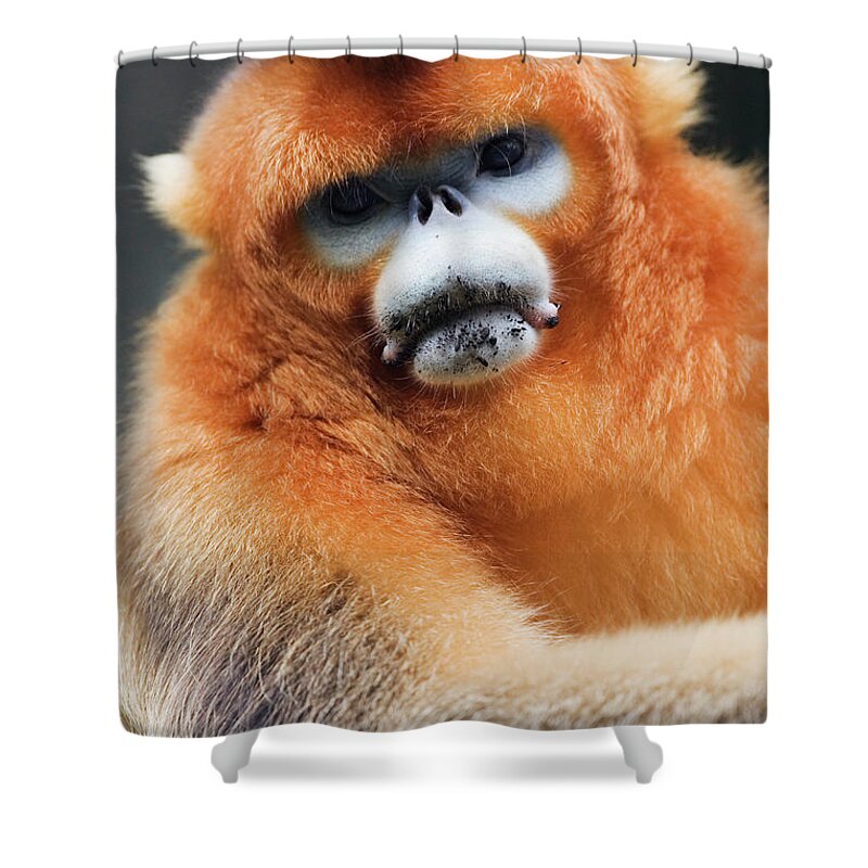 Animal Themes Shower Curtain featuring the photograph China, Shaanxi Province, Golden Monkey by Jeremy Woodhouse