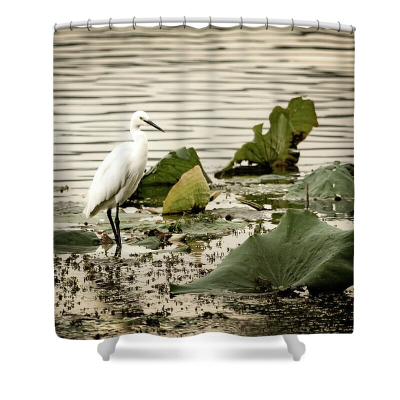 China Shower Curtain featuring the photograph Chinese Egret by Kathryn McBride