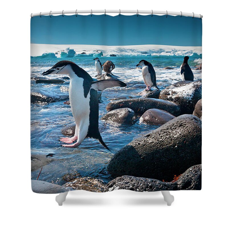 Vertebrate Shower Curtain featuring the photograph Chinstrap Penguins, Penguin Island by Mint Images/ Art Wolfe
