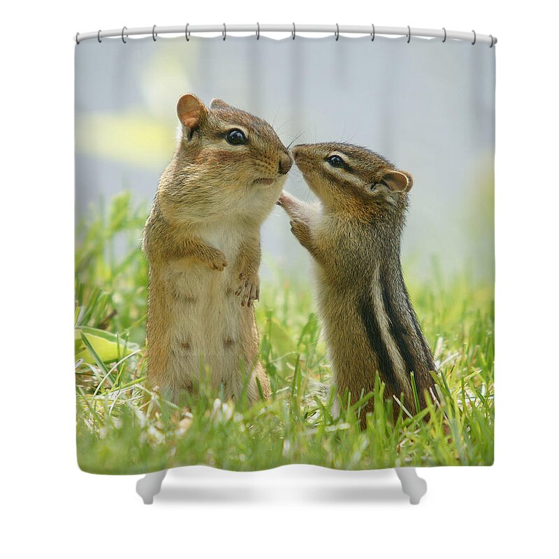 Grass Shower Curtain featuring the photograph Chipmunks In Grasses by Corinne Lamontagne