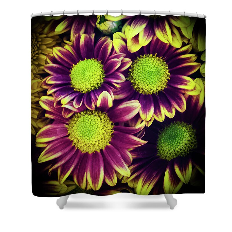 Flowers Shower Curtain featuring the photograph Chrisantemum by Silvia Marcoschamer