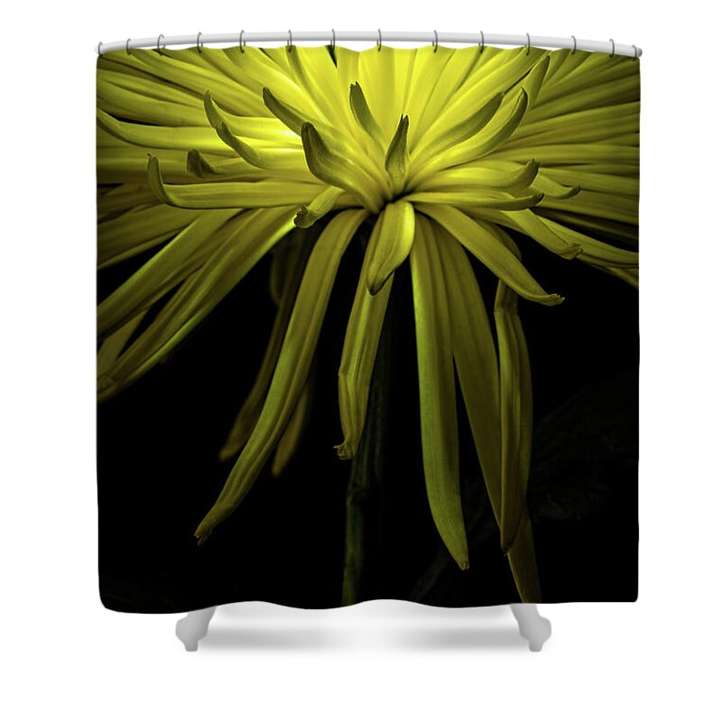 Chrysanthemum Spike Shower Curtain featuring the photograph Chrysanthemum Spikes by Ann Garrett