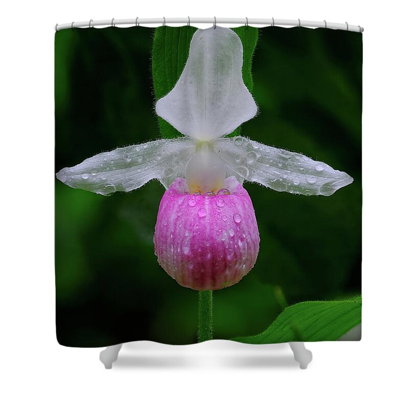 Blossom Shower Curtain featuring the photograph Classic Lady Slipper by Bill Frische