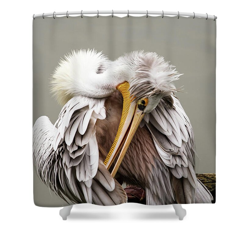 Animal Themes Shower Curtain featuring the photograph Cleaning The Feathers by Kerstin Meyer
