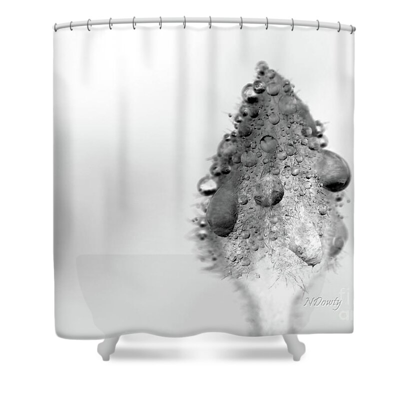 Clematis Bud In Rain Shower Curtain featuring the photograph Clematis Bud in Rain by Natalie Dowty