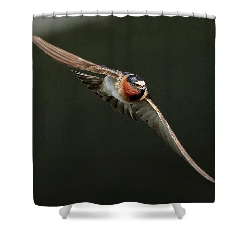 Cliff Swallows Shower Curtain featuring the photograph Cliff Swallow On the Move by Judi Dressler