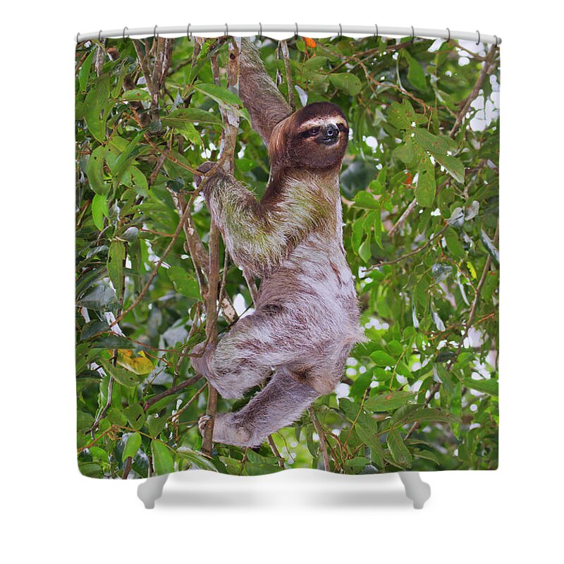 Alajuela Shower Curtain featuring the photograph Climbing Sloth by Ivan Kuzmin
