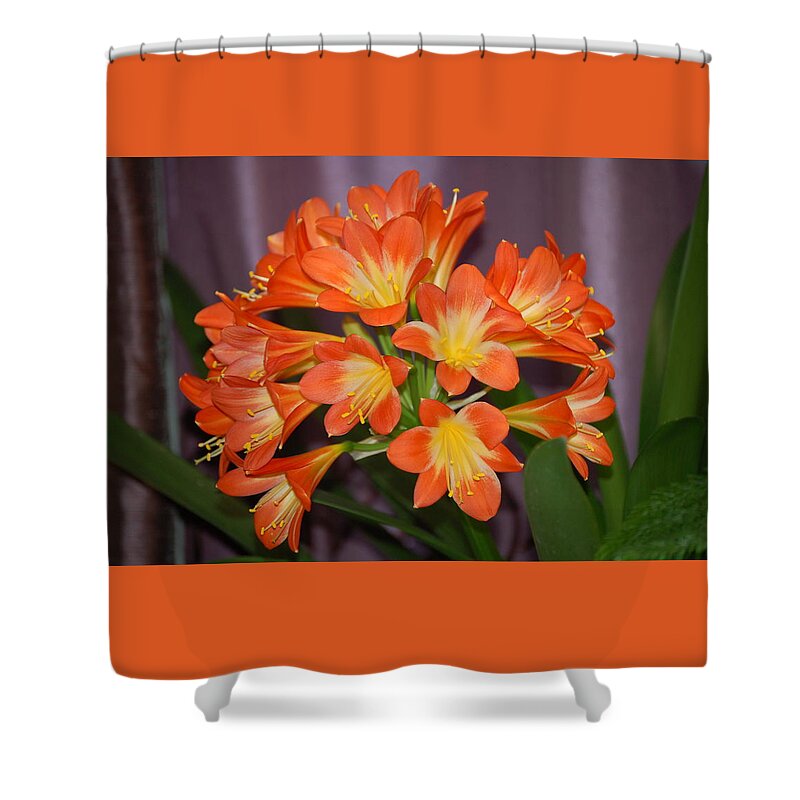 Flowers Shower Curtain featuring the photograph Clivia Blossoms by Nancy Ayanna Wyatt