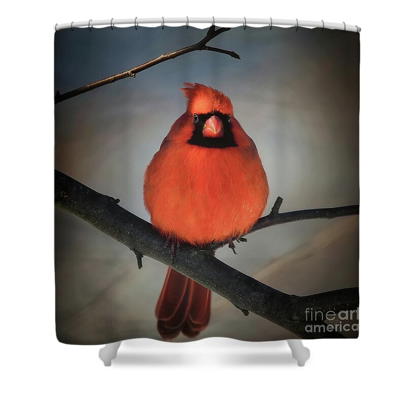 Cardinal Shower Curtain featuring the photograph Close Encounter On A Blustery Day by Lois Bryan