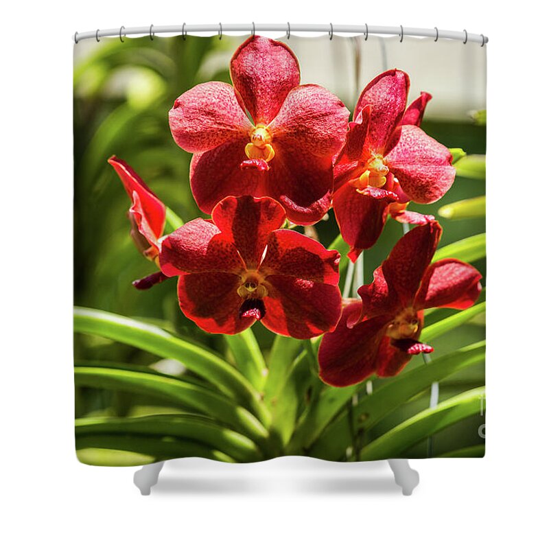 Close Up Shower Curtain featuring the photograph Close up of a flowering Orchid a6 by Eyal Bartov