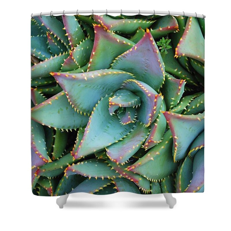 Agave Shower Curtain featuring the photograph Close Up Of An Aloe Brevifolia Plant In by Lazingbee