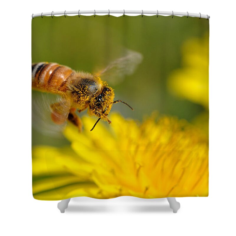 Insect Shower Curtain featuring the photograph Close Up Of Bee by Myu-myu