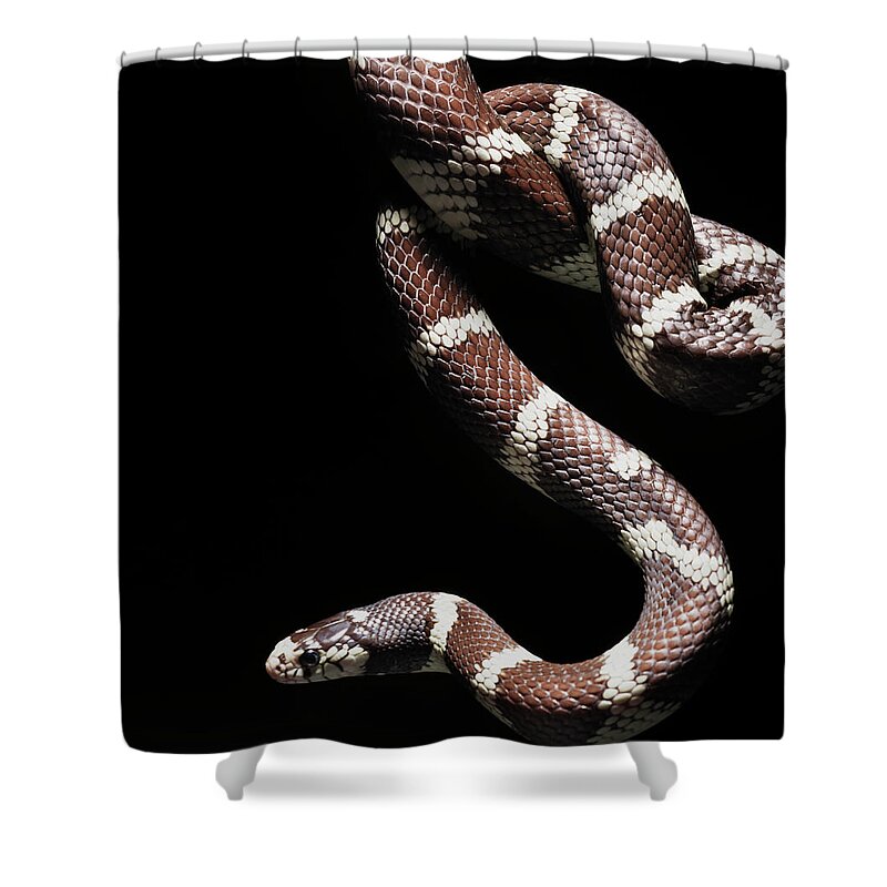 Pets Shower Curtain featuring the photograph Close Up Of California Kingsnake by Henrik Sorensen